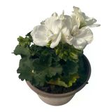 Sardunya Çiçeği Sakısılı Fidanı 10-20 Cm Beyaz
