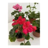 Sardunya Fidanı Kırmızı Saksılı- Sakız Sardunya 10-20 Cm