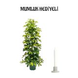 Sarı Alacalı Şeflera Bitkisi Sevgililer Gününe Özel Mumluk Hediyeli Salon Bitkisi, SRD30012025BYB281
