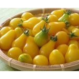 Sarı Ampul Cherry Domates