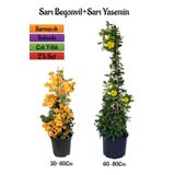 Sarı Begonvil Çiçeği Fidanı+Sarı Yasemin Fidanı 2'li Bahçe Peyzaj Seti, SRD0001NA2003