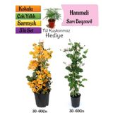 Sarı Begonvil+Kokulu Hanımeli Çiçeği+Tül Kuşkonmaz Hediyeli 3'lü Peyzaj Seti