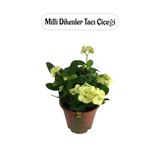 Sarı Çiçekli Kaktüs Euphorbia Milli Diken 1 Adet Saksılı 20-25Cm