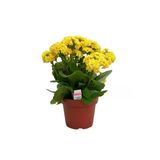 Sarı Çiçekli Kalanşo ( Kalanchoe) Çiçeği 10-20 Cm