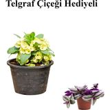 Sarı Çiçekli Milli Dikenler Tacı Kaktüs Sevgililer Gününe Özel Telgraf Hediyeli