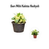 Sarı Çiçekli Milli Dikenler Tacı Sevgililer Gününe Özel Sarı Milii Kaktüs Hediyeli, BTS001NA0109