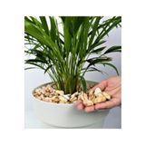 Sarı Çizgili Dolomit 25 Kg 1-2 Cm Sarı Dolomit Taş Dere Taşı Çakıl Taşı Bahçe Taşı Akvaryum Taşı