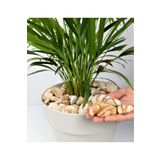 Sarı Çizgili Dolomit 5 Kg 2-4 Cm Sarı Dolomit Taş Dere Taşı Çakıl Taşı Bahçe Taşı Akvaryum Taşı