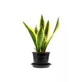 Sarı Çizgili Kılıç Çiçeği Peygamber Kılıcı Paşa Kılıcı 20-30 Cm