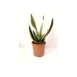 Sarı Çizgili Paşa Kılıcı Sansevieria 10-20 Cm