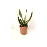 Sarı Çizgili Sanseveria Paşa Kılıcı 10-20 Cm