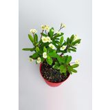 Sarı Dikenler Tacı 10-20 Cm Japon Iğnesi Euphorbia Milii