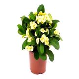 Sarı Dikenler Tacı Çiçeği 10-20 Cm Tüplü Çiçekli Bodur Bitkiler Yellow Euphorbia Milli