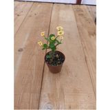 Sarı Dikenler Tacı Çiçeği Fidanı 10-20 cm 1 Adet