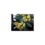 Sarı Dikenler Tacı Çiçeği Fidanı Saksılı 10-20 Cm