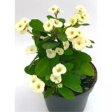 Sarı Dikenler Tacı Euphorbia Milli 10-20 Cm