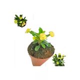 Sarı Dikenler Tacı Japon Iğnesi Dikenler Tacı Euphorbia Milii 10-20 Cm
