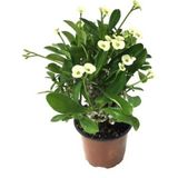 Sarı Dikenler Tacı Japon Iğnesi Euphorbia Milli Fidanı 10-20 cm