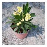 Sarı Dikenler Tacı Japon İğnesi Euphorbia Milli