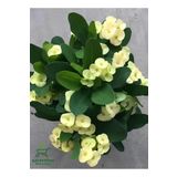 Sarı Dikenler Tacı Kaktüsü 1 Adet 15-25Cm Euphorbia Milii