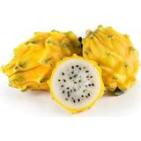 Sarı Ejder Meyvesi Tohumu 5 Adet – Pitaya Tohumu – Egzotik, Yüksek Verimli ve Hızlı Gelişen Bitki