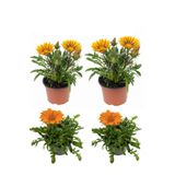 Sarı Gazanya Çiçeği 2 Adet+Turuncu Gazanya 2 Adet Saksılı 10-20Cm Balkon Bitkisi, SRD03022025BYB60
