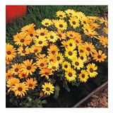 Sarı Golden Yellow Afrika Papatyası Çiçeği Tohumu(30 tohum)