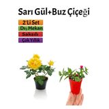 Sarı Gül Fidanı+ Buz Çiçeği Fidanı Seti(15-25 Cm) Saksılı Dış Mekan Bitkileri, BTSNU2102202433