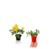 Sarı Gül Fidanı+ Buz Çiçeği Fidanı Seti(15-25 Cm) Saksılı Dış Mekan Bitkileri, SRD04022025BYB482