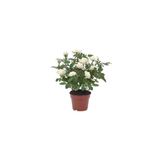 Sarı Gül Fidanı Saksılı Beyaz 10-20 Cm
