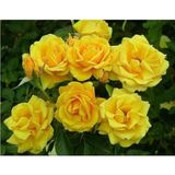 Sarı Gül Fidanı Yediveren - Kokulu 10-20 Cm