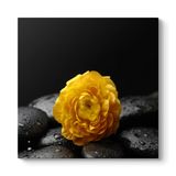 Sarı Gül ve Taşlar Tablosu 50 x 50