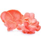 Sarı İstiridye Mantarı Tohumu 100 Gram