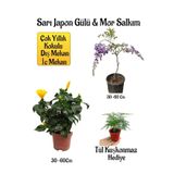 Sarı Japon Gülü Çiçeği+Mor Salkım Ağacı Fidanı+ Tül Kuşkonmaz Hediyeli Peyzaj