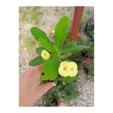 Sari Japon Iğnesi Dikenler Tacı Euphorbia Milii Fidanı 10-20 cm