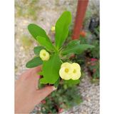Sari Japon Iğnesi Dikenler Tacı Euphorbia Milii Fidanı 10-20 cm