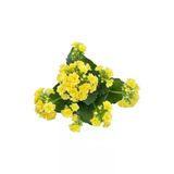Sarı Kalanchoe Fidanı (Kalanşo) 10-20 Cm