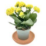 Sarı Kalanchoe (Kalanşo) Çiçeği Fidanı Sarı 10-20 Cm