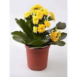 Sarı Kalanşo Emel Hanım Çiçeği Saksıda 15-25 cm