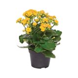 Sarı Kalanşo Kalanchoe Emel Hanım Kardeş Kanı Çiçeği 10-20 Cm