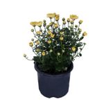 Sarı Kasımpatı Çiçeği Fidesi Fidanı 15-25 Cm