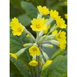 Sarı Mart Çiçeği Ayıkulağı Tohumu Primula Auricula 50 Adet