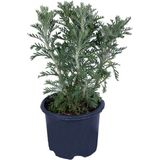 Sarı Papatya - Sarı Çalı Papatyası (euryops Pectinatus) Saksı'da