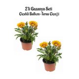 Sarı Renk Gazanya Çiçeği 2 Adet Saksılı(10-20Cm) Bahçe Balkon Çiçeği, BTS0101NA1324