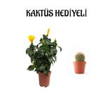 Sarı Renk Japon Gülü Çiçeği Sevgililer Gününe Özel Kaktüs Hediyeli, SRD30012025BYB901
