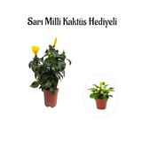 Sarı Renk Japon Gülü Çiçeği Sevgililer Gününe Özel Sarı Milli Kaktüs Hediyeli, BTS001NA0322