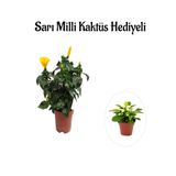 Sarı Renk Japon Gülü Çiçeği Sevgililer Gününe Özel Sarı Milli Kaktüs Hediyeli, SRD30012025BYB810