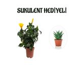 Sarı Renk Japon Gülü Çiçeği Sevgililer Gününe Özel Sukulent Hediyeli, SRD30012025BYB904