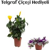 Sarı Renk Japon Gülü Çiçeği Sevgililer Gününe Özel Telgraf Hediyeli