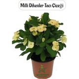 Sarı Renk Milii Dikenler Tacı Çiçeği 1 Adet Saksılı (Euphorbia Milii)
